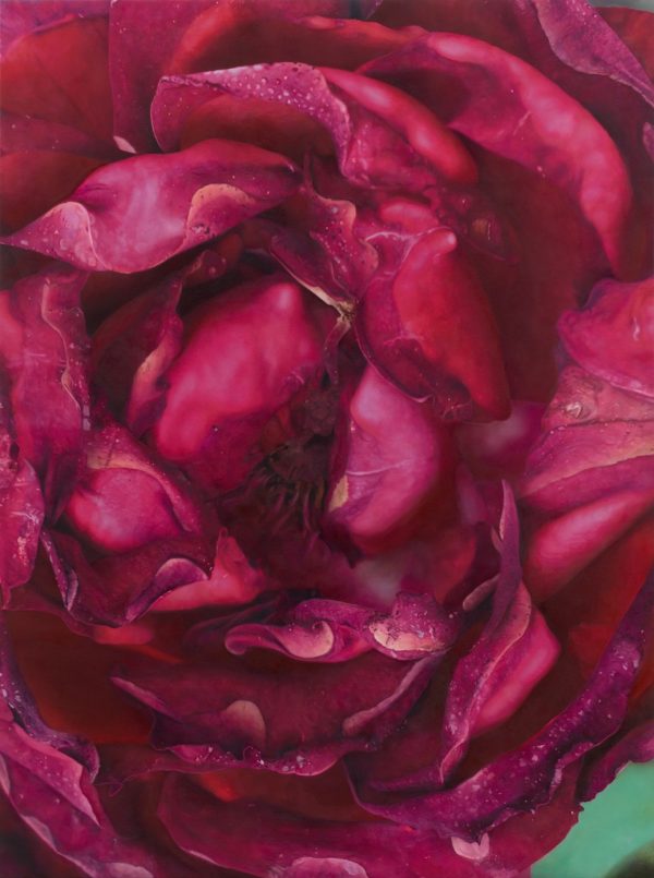 Dark Pink Rose