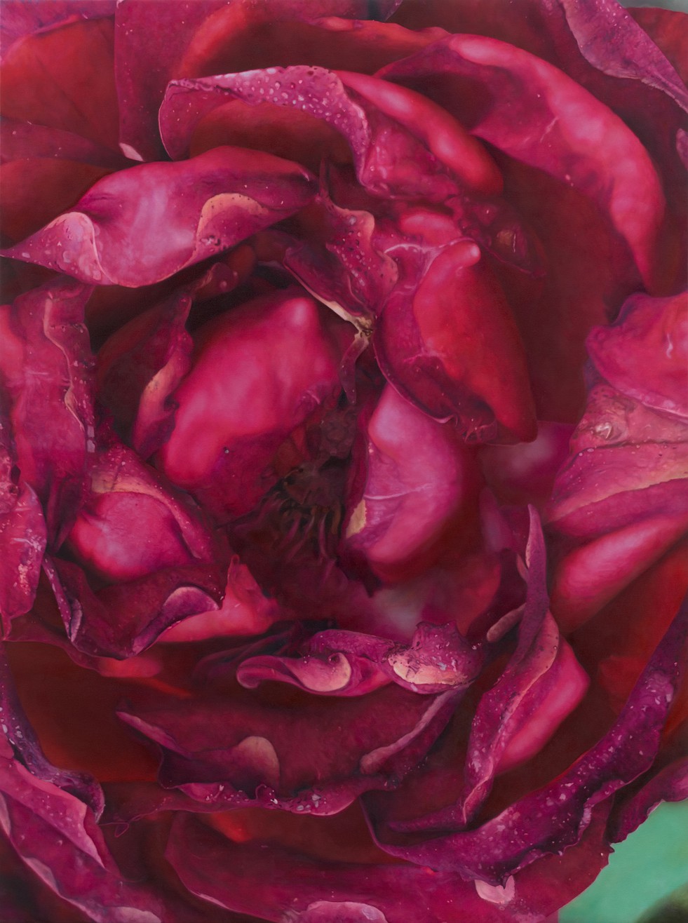 Dark Pink Rose