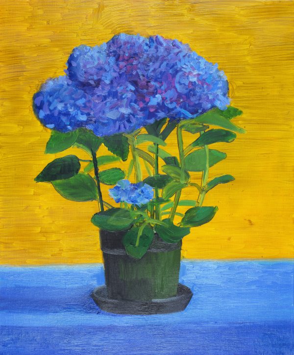 蓝色绣球花